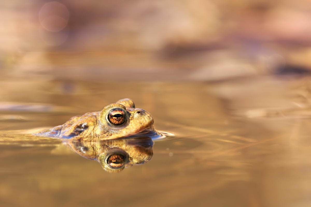 Common Toad 1